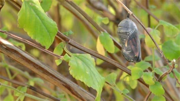 Onun chrysalis remerging kelebek plexippus — Stok video