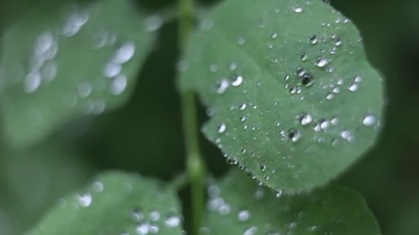 Gotas de água condensada nas folhas — Vídeo de Stock