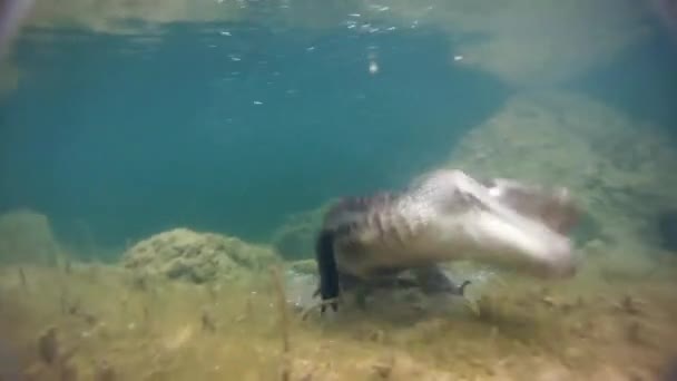 Аллигатор плавает в воде — стоковое видео