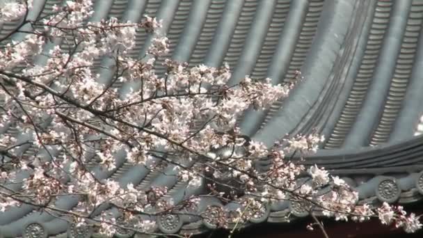 Temporada de flores de cerezo — Vídeos de Stock