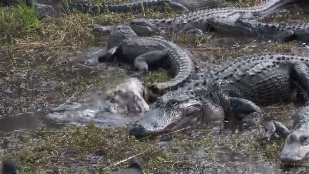 Alligators worstelen elkaar — Stockvideo