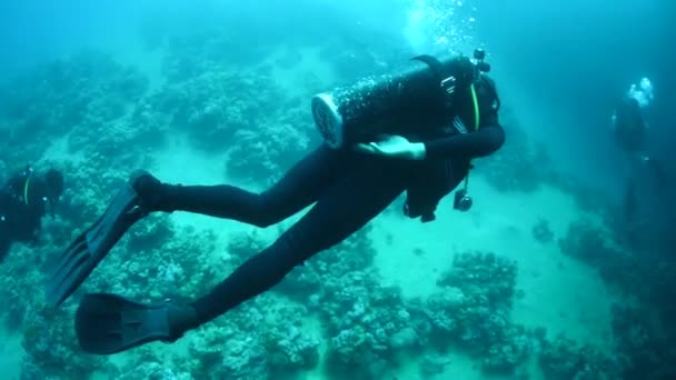 Divers swim around reefs — Stock Video