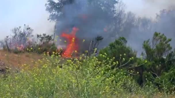 Лесной пожар горит в чаперрале — стоковое видео
