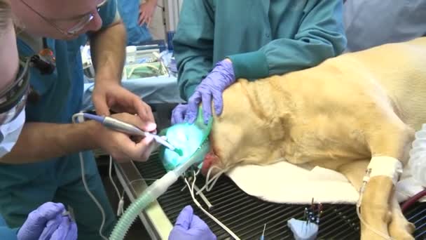 Un chien subit une chirurgie — Video