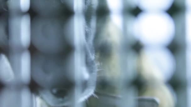 Chiens De Berger Allemand Travail