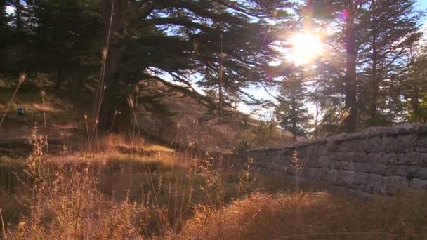 De zon schijnt door bomen — Stockvideo