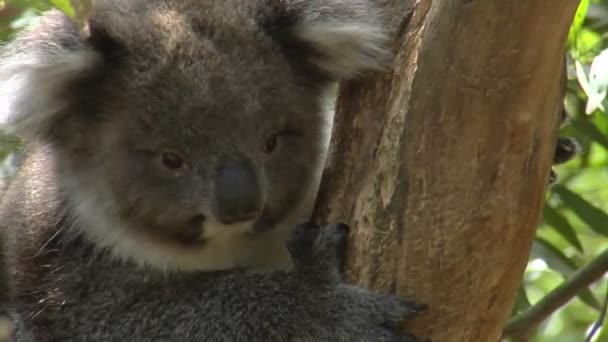 Koala klättrar träd — Stockvideo