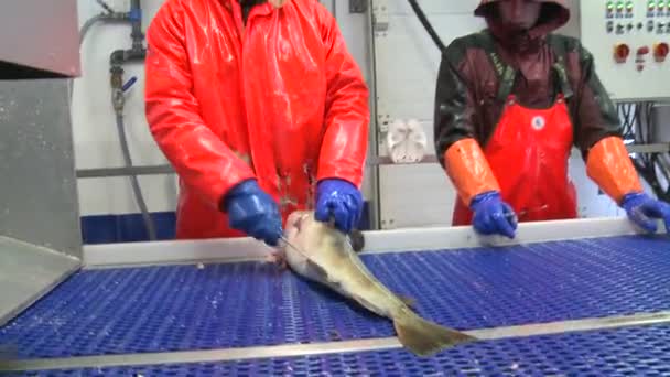 Männer schneiden Fisch in Fabrik — Stockvideo