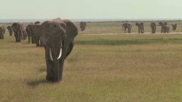 Afrikanska elefanter migration — Stockvideo