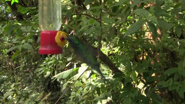 Hummingbird flyger nära feeder. — Stockvideo