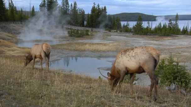 Älgen betar i ett fält — Stockvideo