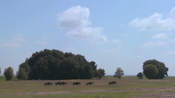 Gnus laufen im Flachland — Stockvideo