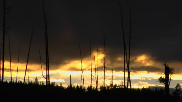 Yellowstone nationalpark — Stockvideo