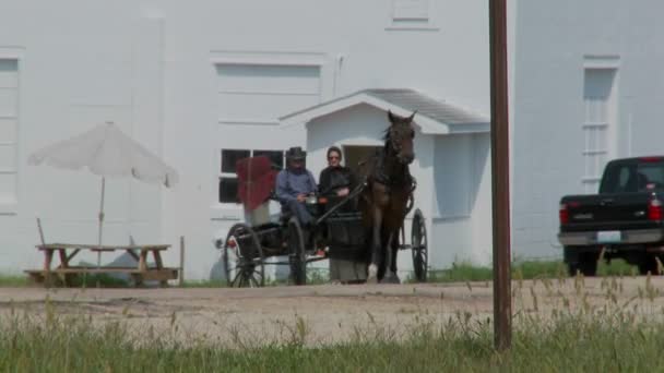 Un caballo amish y buggy se mueve entre el tráfico moderno — Vídeo de stock