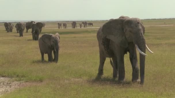 Afrikanska elefanter migration — Stockvideo