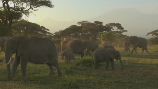 African elephants migration — Stock Video