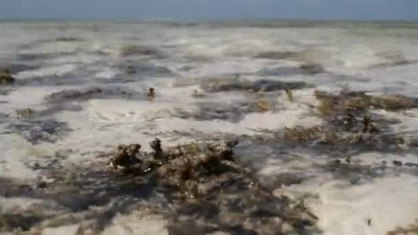 Χαμηλή παλίρροια στον κόλπο — Αρχείο Βίντεο