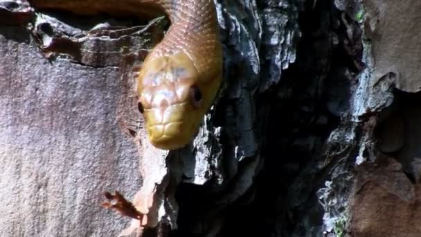 Ένα κίτρινο φίδι αρουραίων slithers — Αρχείο Βίντεο