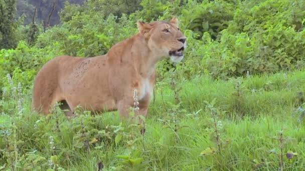 Lion femelle dans les plaines — Video