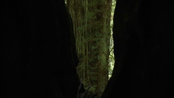 Foresta di sequoie della California — Video Stock