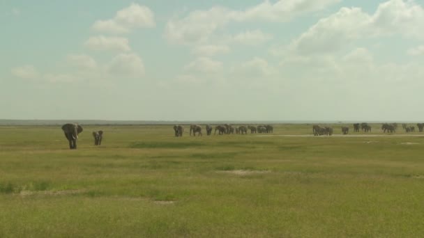 Afrikanska elefanter migration — Stockvideo
