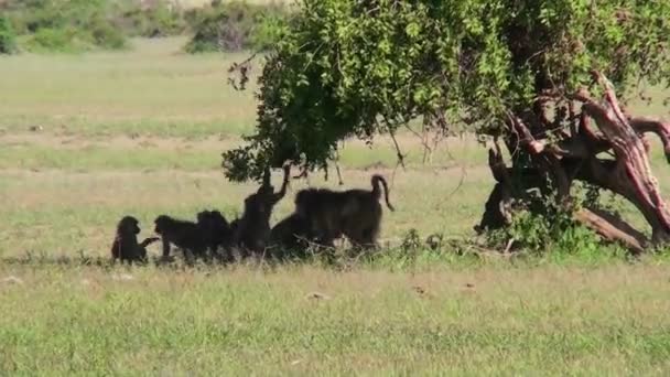 Los babuinos juegan bajo un árbol — Vídeos de Stock