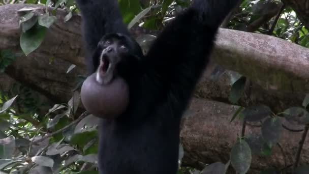 Siamang gibbon desde Indonesia — Vídeo de stock