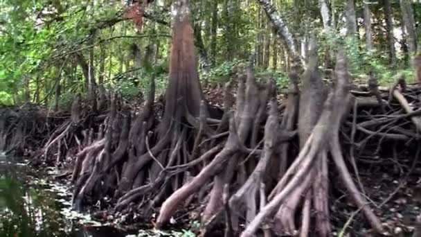 Prachtige Florida Everglades — Stockvideo