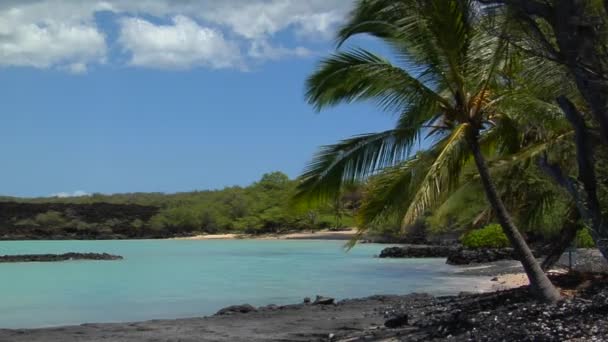 Ein schwarzer Sandstrand und Palmen — Stockvideo