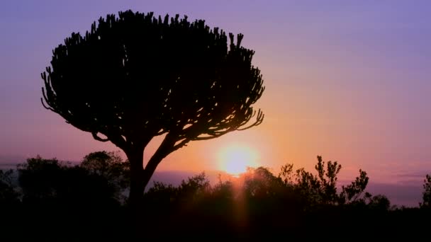 Árbol de cactus en África Oriental — Vídeo de stock