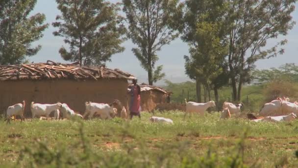 Manada de gado da tribo Masai — Vídeo de Stock