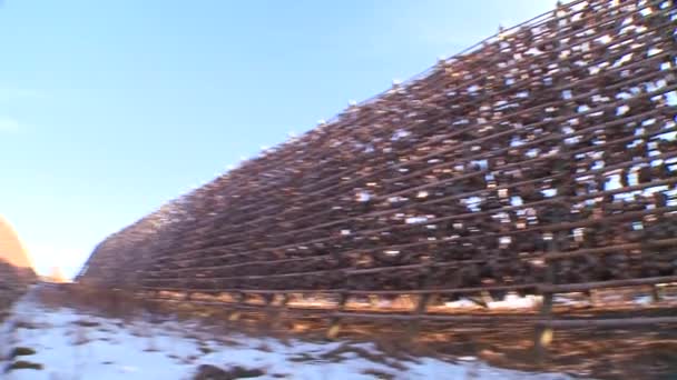 Pêcheurs accrocher des poissons à la pyramide — Video