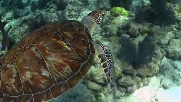 A turtle swims underwater. — Stock Video