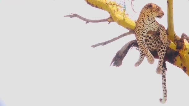 Egy leopárd társalgóban egy fa. — Stock videók