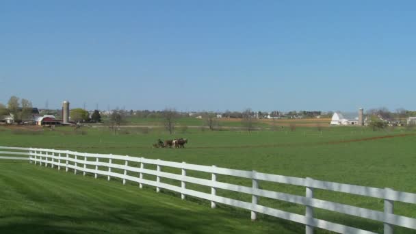 Agriculteur utilise des chevaux pour labourer les champs — Video