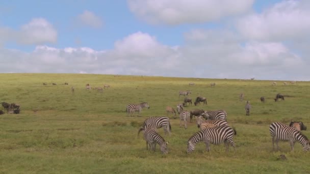 Zebra's en gnoe grazen in savannah — Stockvideo