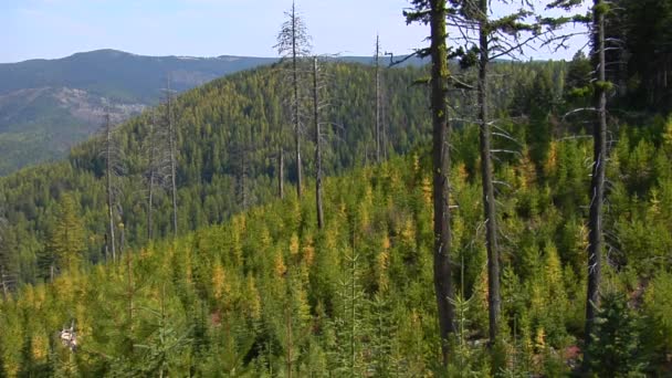 Los árboles crecen en un bosque siempreverde — Vídeo de stock