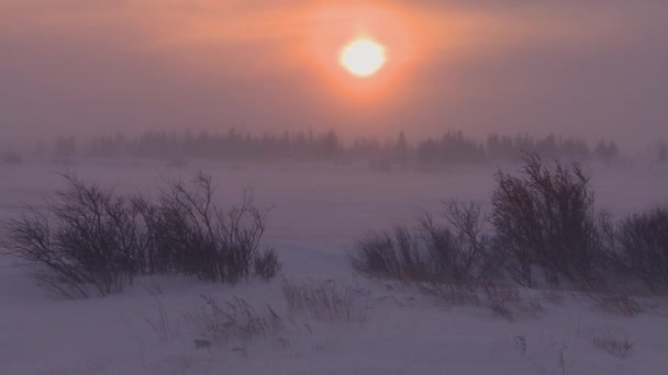 Nascer do sol sobre a tundra congelada no Ártico — Vídeo de Stock