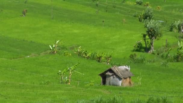 Uma brisa ondula plantas de arroz — Vídeo de Stock