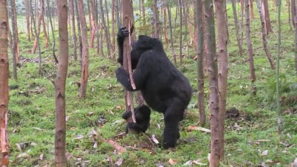 Gorilla frisst den Saft des Eukalyptusbaums — Stockvideo