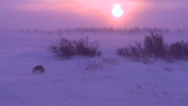 Husky dog wander in the Arctic — Stock Video