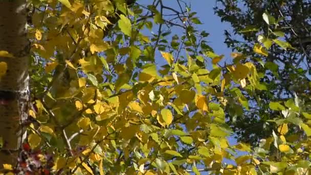 Wind raschelt Blätter — Stockvideo