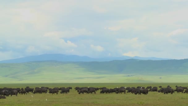 Stora besättningar av cape buffalo — Stockvideo