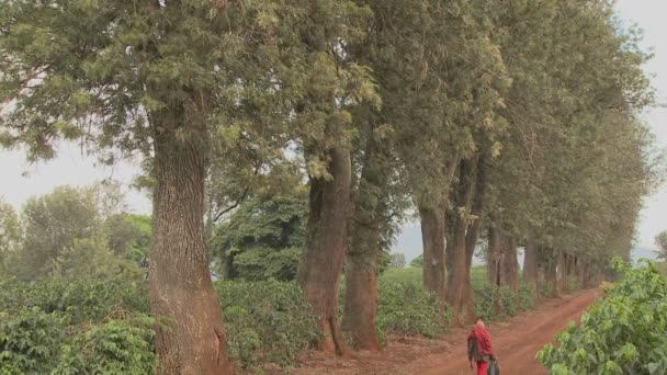 Trabajador en una plantación camina por el camino — Vídeos de Stock