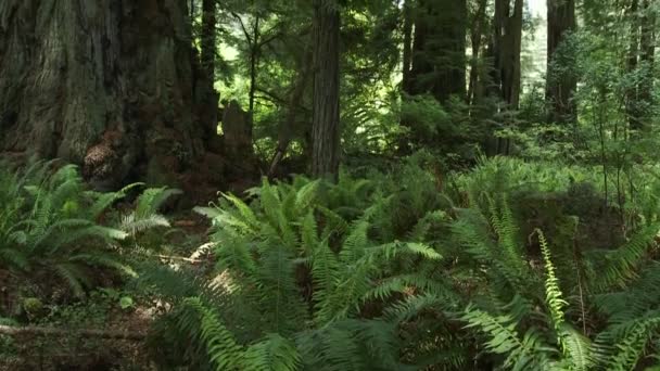 Redwood skogar av Kalifornien — Stockvideo