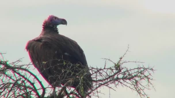 Avvoltoio siede su un albero — Video Stock