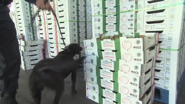 Agenti di pattuglia di frontiera usano cane — Video Stock