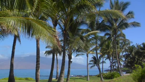 Palmeras crecen en Hawaii — Vídeo de stock