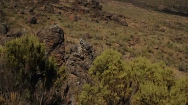 Kilimanjaro från plain på dagtid — Stockvideo