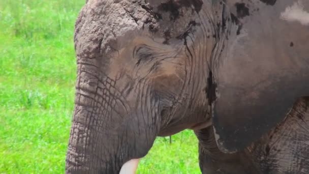 Zbliżenie słonia snem. — Wideo stockowe